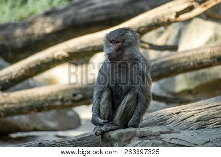 Portrait Of A Sad Monkey Sitting Alone On The  Tree In The Forest