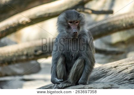 Portrait Of A Sad Monkey Sitting Alone On The  Tree In The Forest