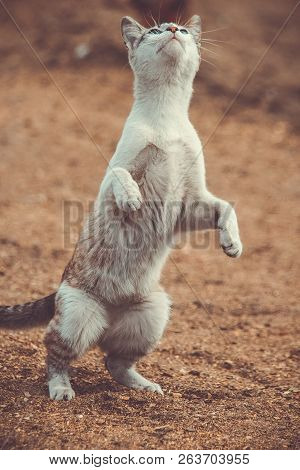 Cat In The Wild Nature At Suumer