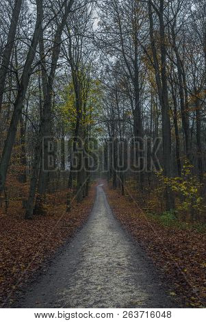 View Of Forest Path On A Foggy Day At Fall