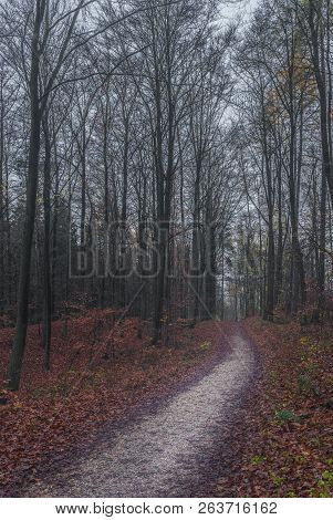 Path Into Misty Forest On A Dark Autum Day