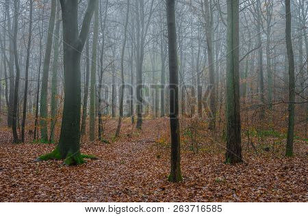 Trail Trough Forest Trees On Foggy Autum Day