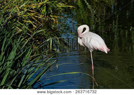 Full Body Of Rosy Colored Flamingo Waterbird Wading In The River. Photography Of Nature And Wildlife