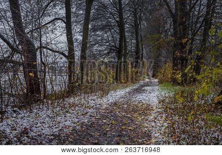 Snowy Path Through Trees Alley On A Cold Dark Winter Day