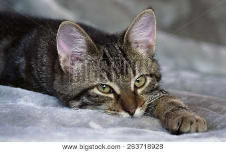 Small Mongrel Striped Kitten Is Lying On A Gray Rug, Sleepy, Calm, Looking Straight Into The Camera,