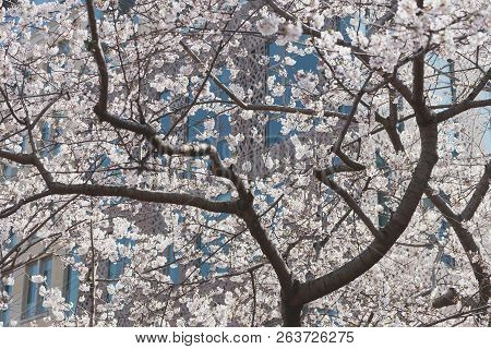Green Park Gardeb. Fresh Natural Park. Tree Blossoms In Bloom During The Spring.