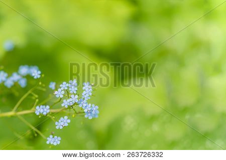 Hydrangea Serrata Flowers In The Garden. Macro Photo