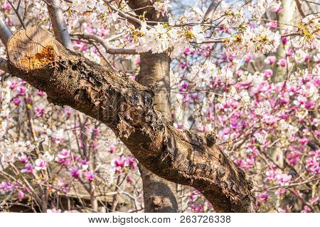 Green Park Gardeb. Fresh Natural Park. Tree Blossoms In Bloom During The Spring.