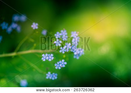 Hydrangea Serrata Flowers In The Garden. Macro Photo