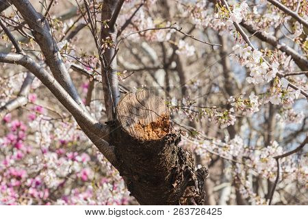 Green Park Gardeb. Fresh Natural Park. Tree Blossoms In Bloom During The Spring.