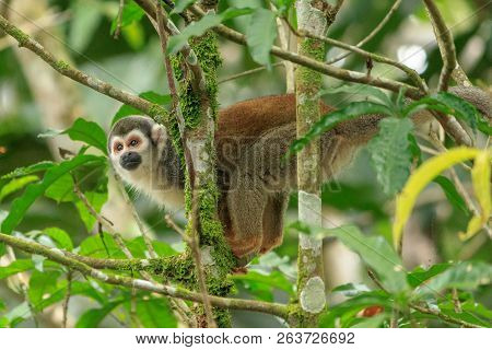 Squirrel Monkey In The Amazon Rainforest, Ecuador