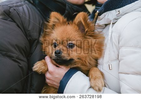 The Dog In The Hands Of Owners. Face Of A Spitz Close Up. Love For Dogs