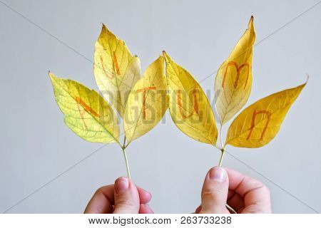 Autumn Yellow Leaves In Hands On A White Background. Autumn Mood.