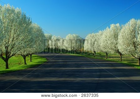 Road Through Flowering Trees
