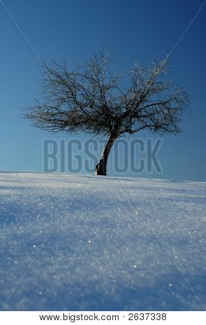 Tree In Snow