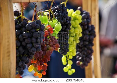 Bunches Of Grapes Of Different Varieties In The Sun. Autumn Harvest