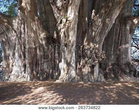 Focus On Stoutest Trunk Of The World Of Big Montezuma Cypress Tree At Santa Maria Del Tule City In M