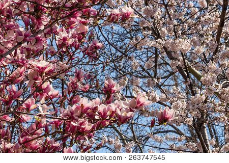 Green Park Gardeb. Fresh Natural Park. Tree Blossoms In Bloom During The Spring.