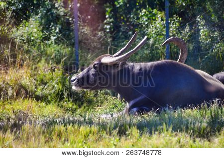 Wilderbeast Taken At Lion Country Safari In Florida