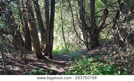 Nature Shot Of Tree Trunks Along A Hiking Trail In North America/canada