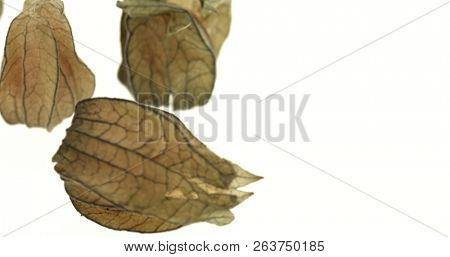 Cape gooseberry (physalis) isolated on white background