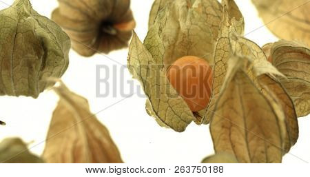 Cape gooseberry (physalis) isolated on white background