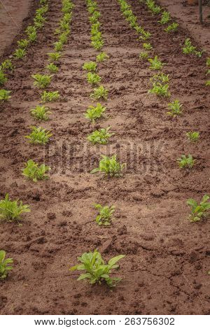 Planting Of Organic Vegetables On The Farm (in The Growing Phase)