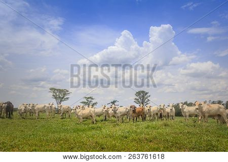 Herd Of Nelore Cattle On A Farm Pasture. Cattle Of Brazil
