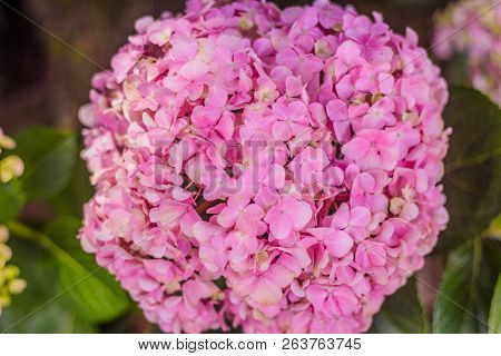 Hydrangea Flower In Its Natural Habitat. Photo Of Brazil