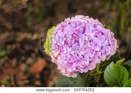 Hydrangea Flower In Its Natural Habitat. Photo Of Brazil