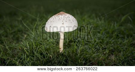 Single Mushroom Set Against A Field Of Grass.