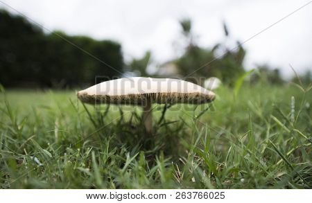 Single Mushroom Set Against A Field Of Grass.