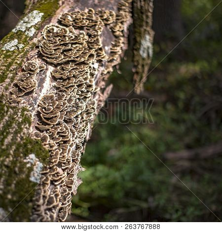 Tree Trunk Covered With Fungus And Algae