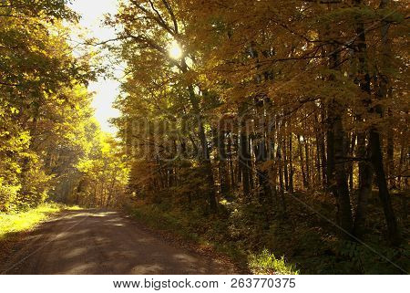 Gravel Road Surrounded By Tall Trees With Leaves Changing To Yellow In The Fall By Hinckley Minnesot