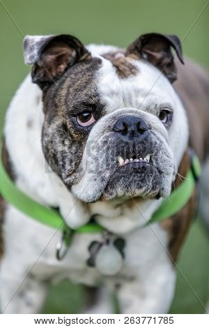 Brindle And White English Bulldog Puppy Male With Pronounced Underbite. Off-leash Dog Park In Northe