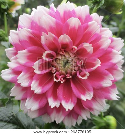Pink And White Fuzzy Wuzzy Dahlia Flower