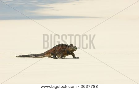 Beach deniz Iguana