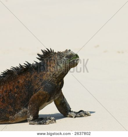 Beach deniz Iguana