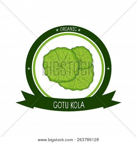 Gotu Kola. Plant. Leaves, Stem. Emblem, Sticker. Logo. Color. Sketch.