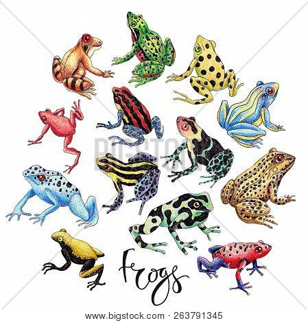 Hand Drawn Frog Set Isolated On White With Lettering. Black Ink Contour And Dots Shadow, Various Col
