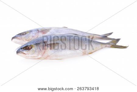 Whole Round Yellowtail Fish Or Hamachi Fish On White Background