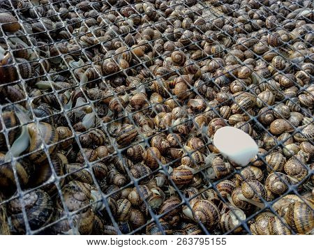 Garden Snail. Helix Aspersa Muller. Mollusc From Gastropods.