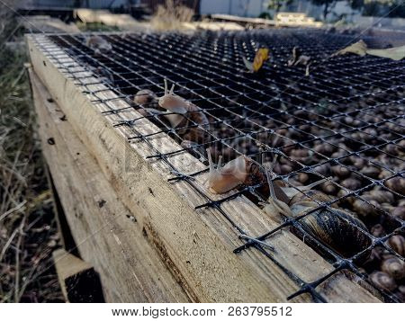 Garden Snail. Helix Aspersa Muller. Mollusc From Gastropods.