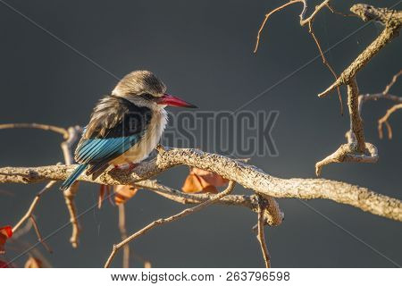 Brown Hooded Kingfisher In Kruger National Park, South Africa ; Specie Halcyon Albiventris Family Of