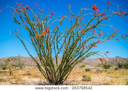 A Spiny Stems Ocotillo In Joshua National Park, California