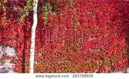 Colorful Red And Green, Fall Ivy Creeper On A Panoramic Wall