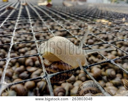 Garden Snail. Helix Aspersa Muller. Mollusc From Gastropods.