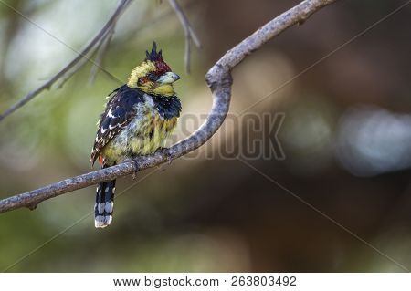 Crested Barbet In Kruger National Park, South Africa ; Specie Trachyphonus Vaillantii Family Of Ramp