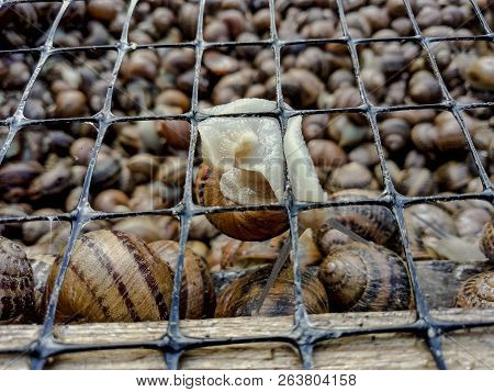 Garden Snail. Helix Aspersa Muller. Mollusc From Gastropods.