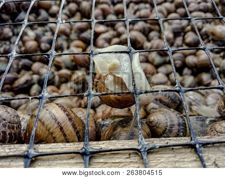 Garden Snail. Helix Aspersa Muller. Mollusc From Gastropods.